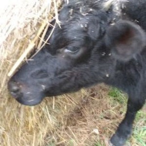 Meet your Posher, Braiden